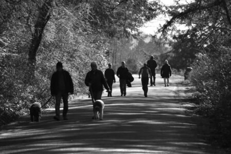 Group of people enjoying a peaceful walk with dogs on a forest path.