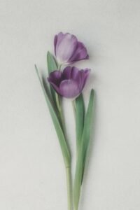 Two purple tulips with green stems on a light background.