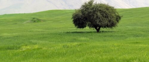 a lone tree in the middle of a green field