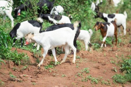 A herd of goats with ear tags grazing on a lush green farm landscape.