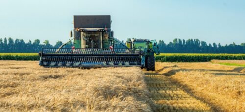 A combine harvester working in a rural wheat field during a sunny day.