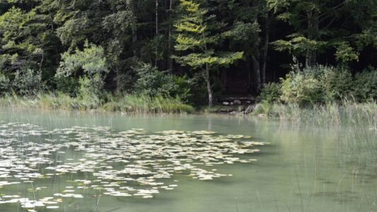 Peaceful lake scene with lily pads and dense forest, perfect for nature lovers.