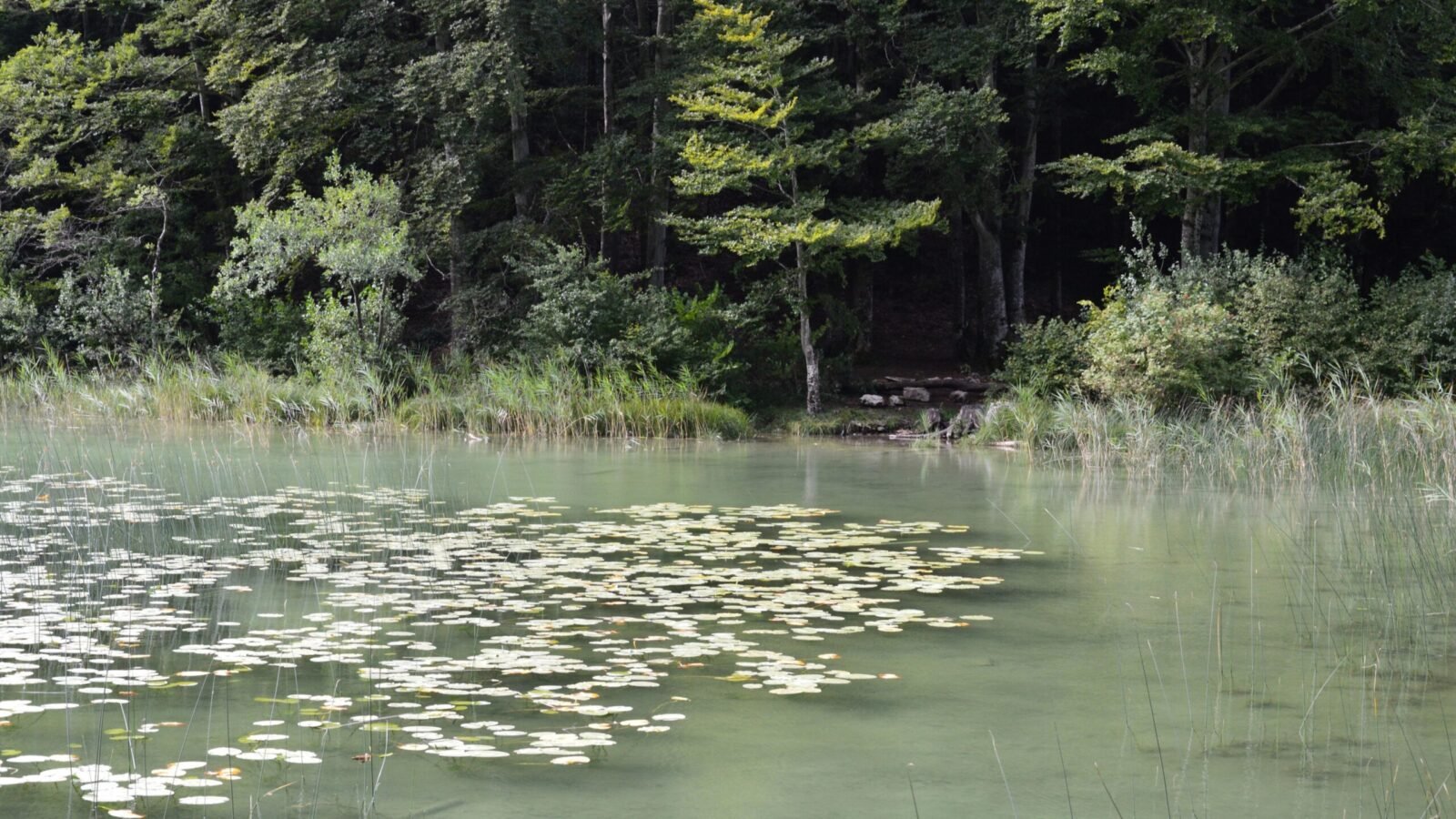 Peaceful lake scene with lily pads and dense forest, perfect for nature lovers.