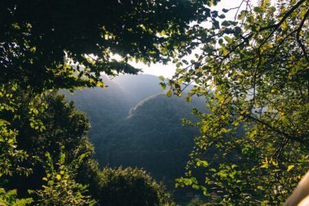 Serene view of a lush forest in Zakarpattia, Ukraine, framed by vibrant foliage under a bright sky.