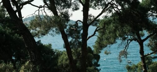 Tranquil coastal scenery framed by lush pine trees overlooking the sea.