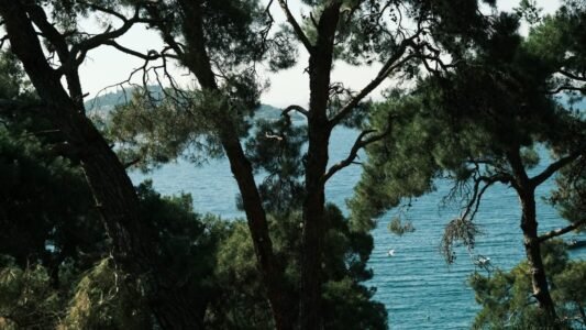 Tranquil coastal scenery framed by lush pine trees overlooking the sea.