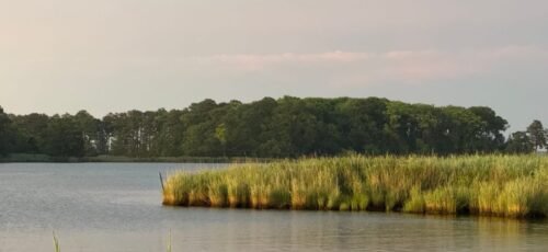 Peaceful summer scene of Rock Hall, MD with lush greenery and calm waters.