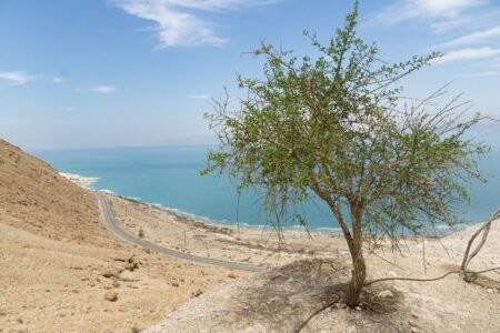 tree, desert, landscape, nature, negev, hot