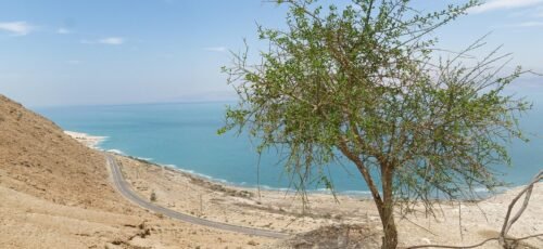 tree, desert, landscape, nature, negev, hot