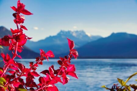 flower, plant, beautiful nature, flower wallpaper, lake, mountains, dents-du-midi, leman, nature background, geneva lake, switzerland, montreux, nature, landscape, hd wallpaper, flower background, beautiful flowers, nature wallpaper