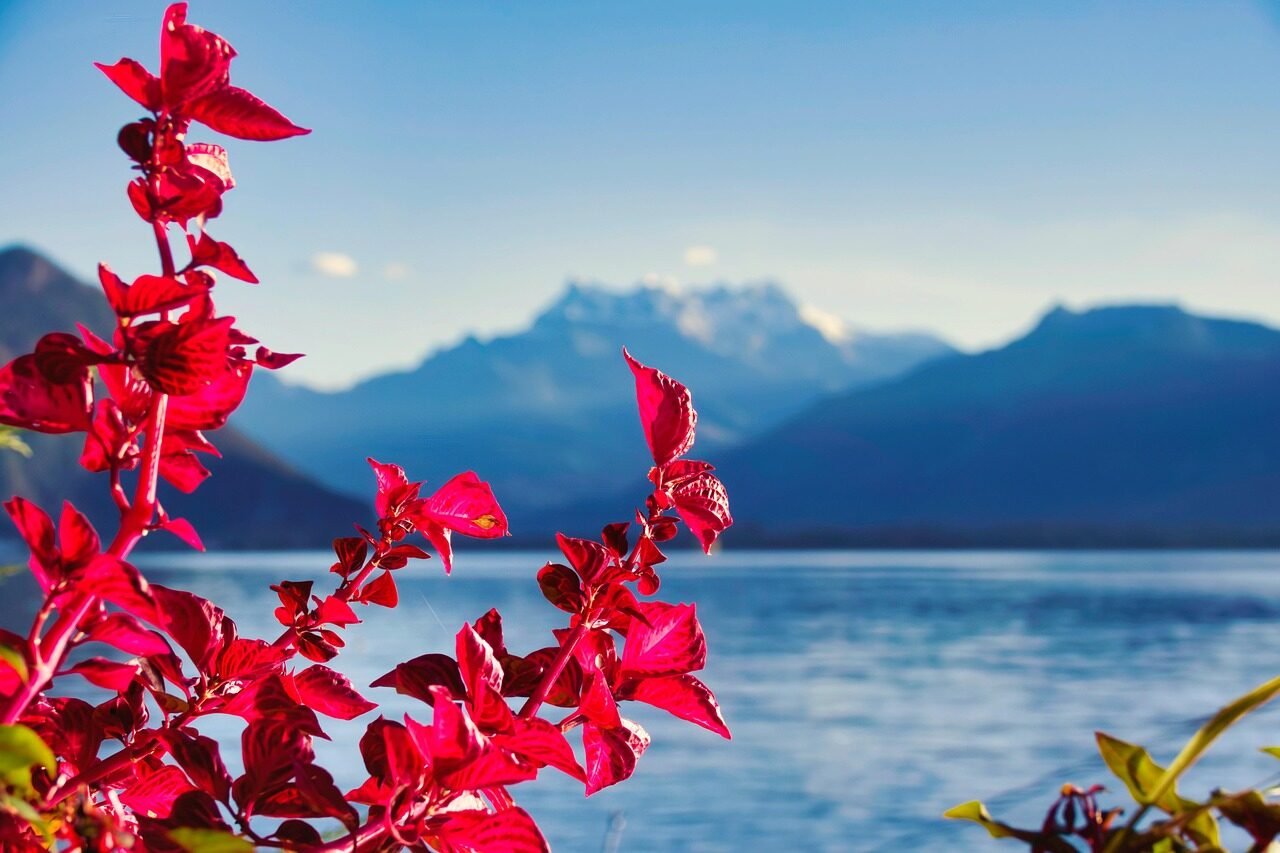 flower, plant, beautiful nature, flower wallpaper, lake, mountains, dents-du-midi, leman, nature background, geneva lake, switzerland, montreux, nature, landscape, hd wallpaper, flower background, beautiful flowers, nature wallpaper