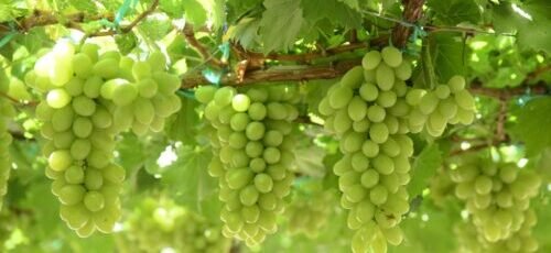 Close-up of vibrant green grape clusters on vines in sunlight, showcasing nature's bounty.