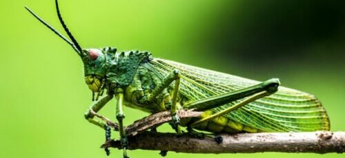 selective focus photography of green insect