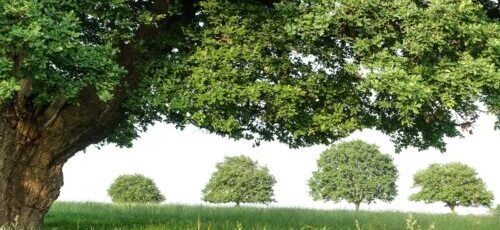 green-leafed trees during daytime
